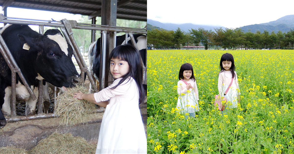 花蓮親子景點》瑞穗牧場～來去牧場餵乳牛、喝鮮奶、吃饅頭、看花海～花東縱谷親子必遊免費景點｜花蓮一日遊｜花東縱谷景點｜台九線景點 @兔兒毛毛姊妹花