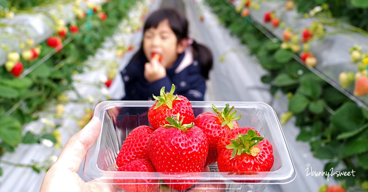 九州福岡親子景點》白木農園｜白木のいちご しあわせもん～九州福岡自採草莓吃到飽果園 50 分食べ放題 @兔兒毛毛姊妹花