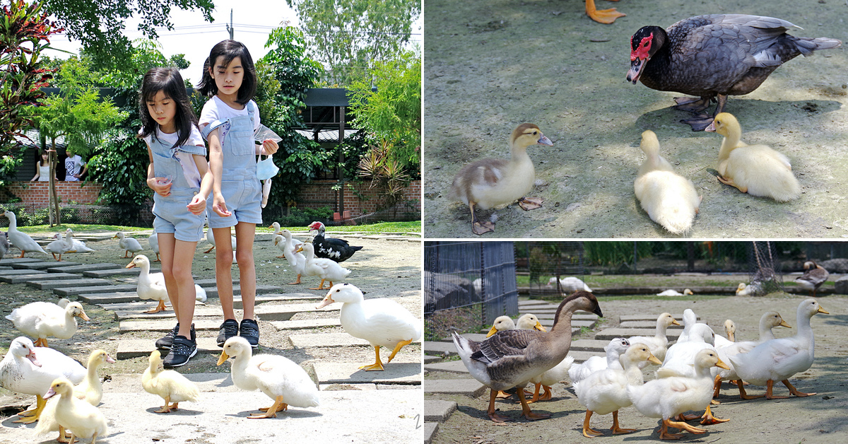 宜蘭親子景點》鴨寮故事館～超佛心、超乾淨餵動物景點，還有鹹鴨蛋 DIY、鴨賞披薩 DIY、生態導覽、吃鴨賞飯 @兔兒毛毛姊妹花