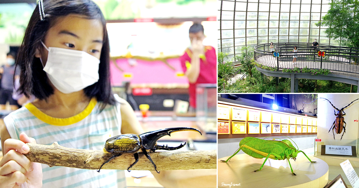 【嘉大昆蟲館】嘉義親子景點～夢幻蝴蝶溫室、旋轉彩蝶柱、昆蟲標本與親子體驗全整理 @兔兒毛毛姊妹花