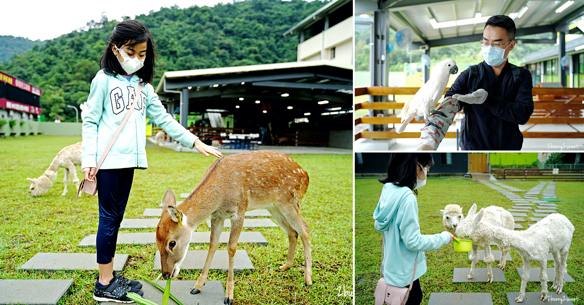 宜蘭親子景點》心花鹿 FUN～梅花湖畔全新開幕餵動物農場，梅花鹿、草泥馬、綿羊、羊駝、兔子、天竺鼠、袋鼠、鸚鵡都可以近距離互動｜宜蘭冬山景點｜梅花湖一日遊 @兔兒毛毛姊妹花