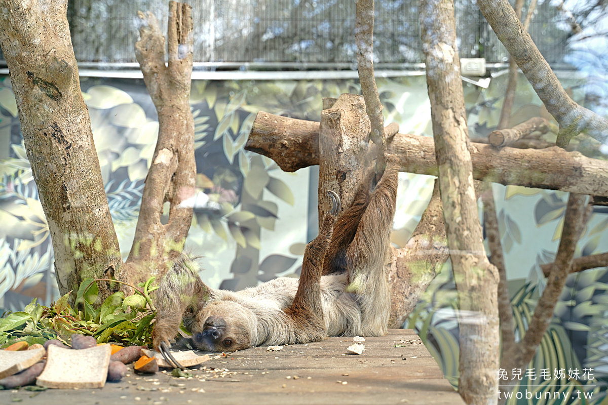 花蓮親子景點》新光兆豐農場～看浣熊、餵動物、遊樂設施放電～花東縱谷親子悠閒放風好去處 @兔兒毛毛姊妹花