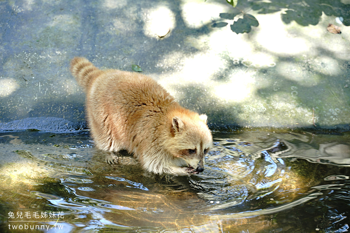 花蓮親子景點》新光兆豐農場～看浣熊、餵動物、遊樂設施放電～花東縱谷親子悠閒放風好去處 @兔兒毛毛姊妹花