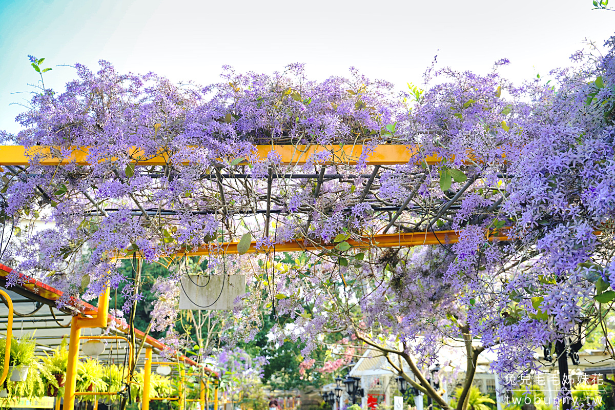 彰化景點》田尾鳳凰花園～紫色爆棚浪漫許願藤，田尾花園公路免費拍照打卡景點 @兔兒毛毛姊妹花