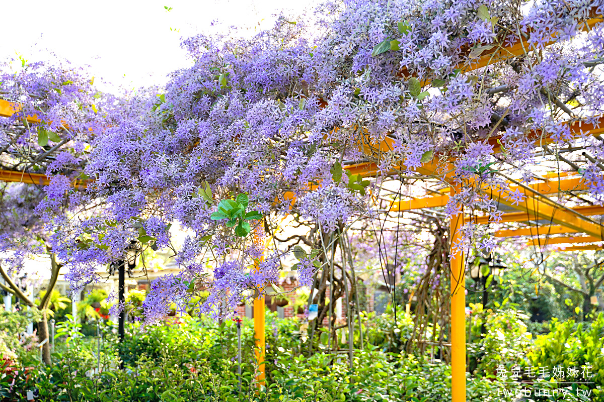 彰化景點》田尾鳳凰花園～紫色爆棚浪漫許願藤，田尾花園公路免費拍照打卡景點 @兔兒毛毛姊妹花