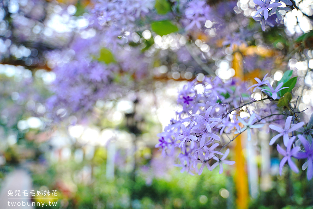 彰化景點》田尾鳳凰花園～紫色爆棚浪漫許願藤，田尾花園公路免費拍照打卡景點 @兔兒毛毛姊妹花