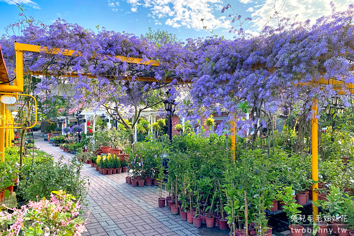 彰化景點》田尾鳳凰花園～紫色爆棚浪漫許願藤，田尾花園公路免費拍照打卡景點 @兔兒毛毛姊妹花