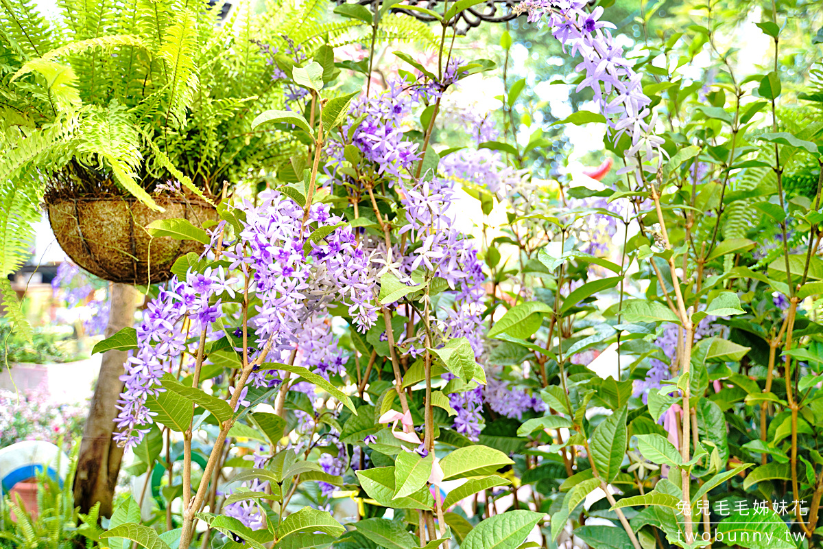 彰化景點》田尾鳳凰花園～紫色爆棚浪漫許願藤，田尾花園公路免費拍照打卡景點 @兔兒毛毛姊妹花