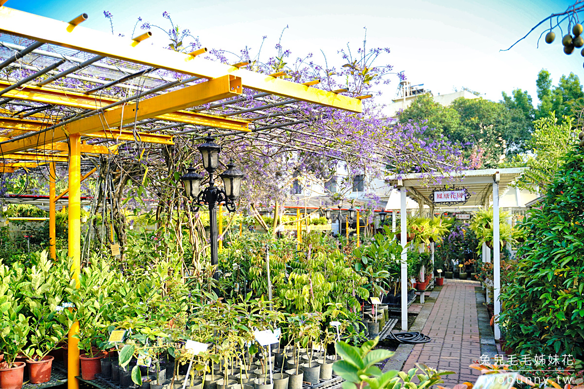 彰化景點》田尾鳳凰花園～紫色爆棚浪漫許願藤，田尾花園公路免費拍照打卡景點 @兔兒毛毛姊妹花