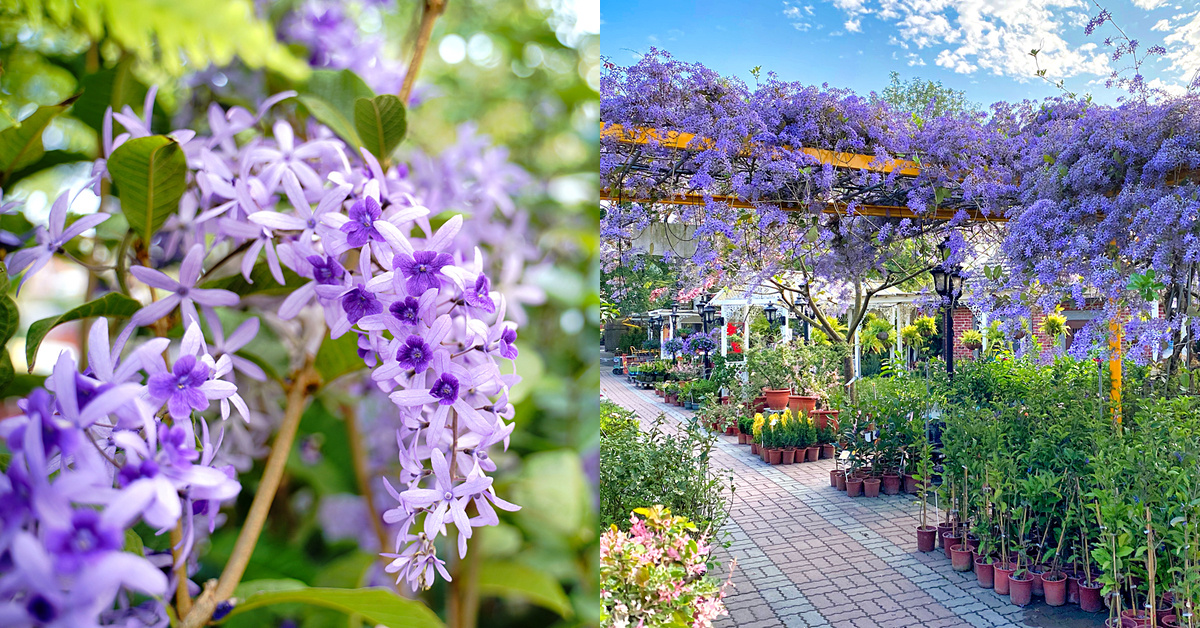 彰化景點》田尾鳳凰花園～紫色爆棚浪漫許願藤，田尾花園公路免費拍照打卡景點 @兔兒毛毛姊妹花