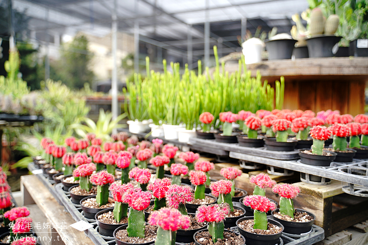 彰化景點》綠果庭院~免門票綠植貨櫃屋打卡小秘境，觀葉、多肉、空鳳、盆器一次買齊 @兔兒毛毛姊妹花