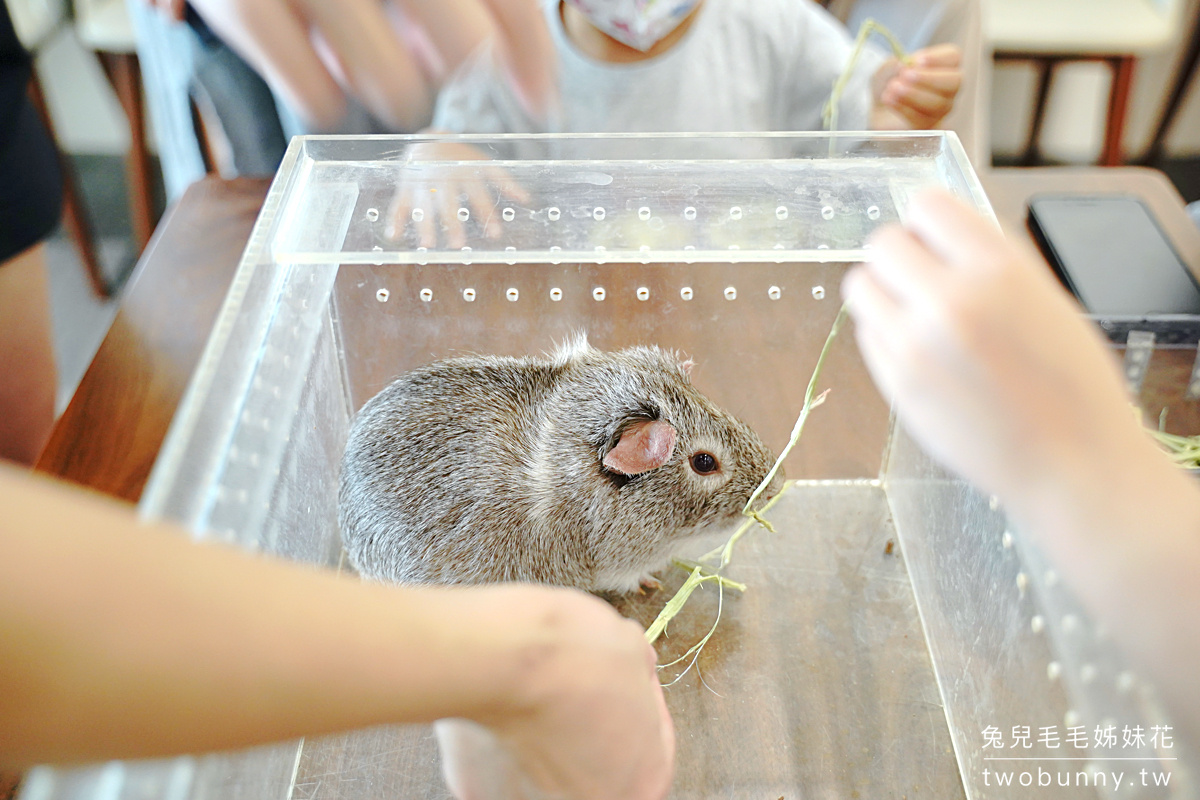 新竹親子餐廳》微迷野林咖啡廳竹北店～小動物陪喝咖啡，還能參加免費生態導覽 @兔兒毛毛姊妹花