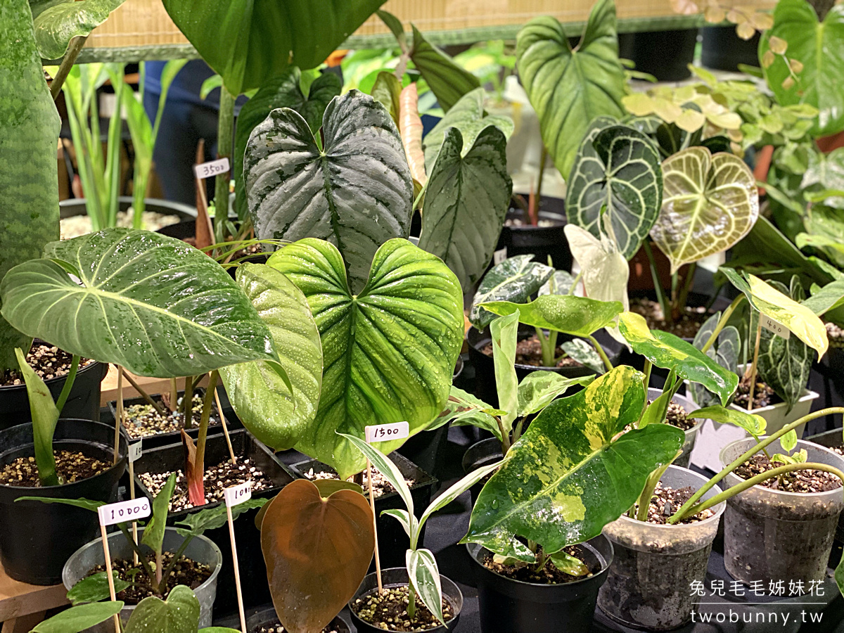 台北植物市集》台灣第一植物界 大型植物展覽市集，一次逛 60 家植物質感品牌 @兔兒毛毛姊妹花