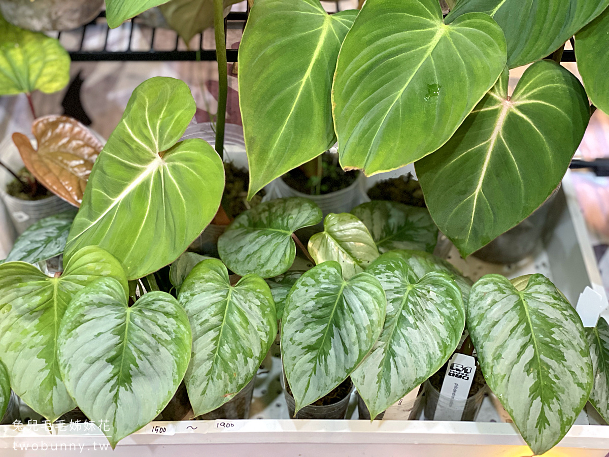 台北植物市集》台灣第一植物界 大型植物展覽市集，一次逛 60 家植物質感品牌 @兔兒毛毛姊妹花