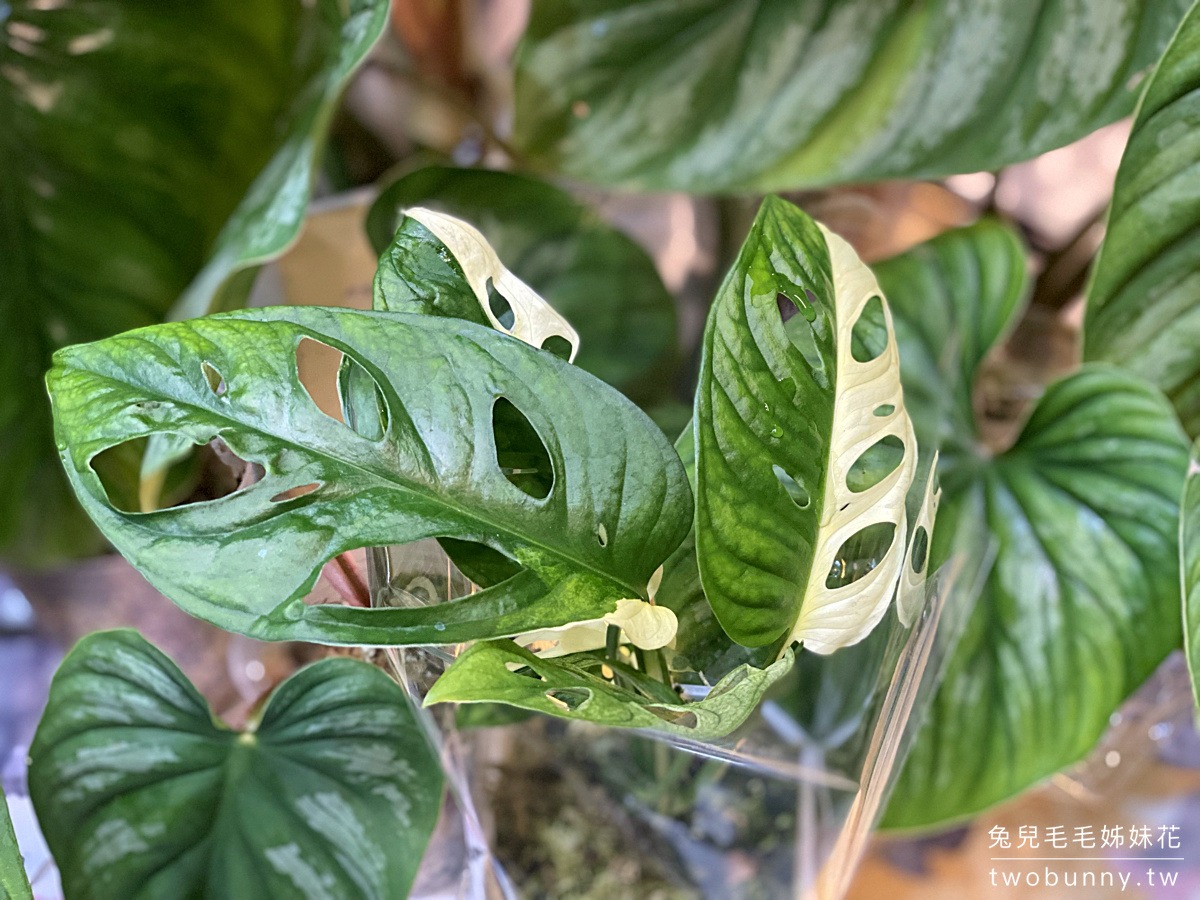 台北植物市集》台灣第一植物界 大型植物展覽市集，一次逛 60 家植物質感品牌 @兔兒毛毛姊妹花