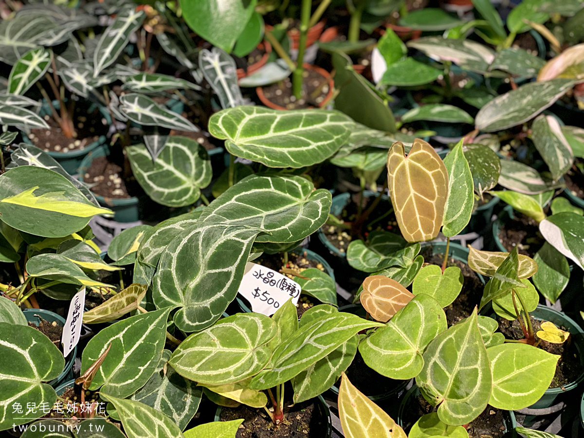 台北植物市集》台灣第一植物界 大型植物展覽市集，一次逛 60 家植物質感品牌 @兔兒毛毛姊妹花