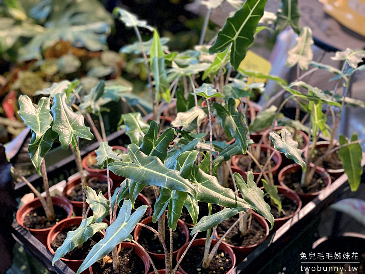 台北植物市集》台灣第一植物界 大型植物展覽市集，一次逛 60 家植物質感品牌 @兔兒毛毛姊妹花