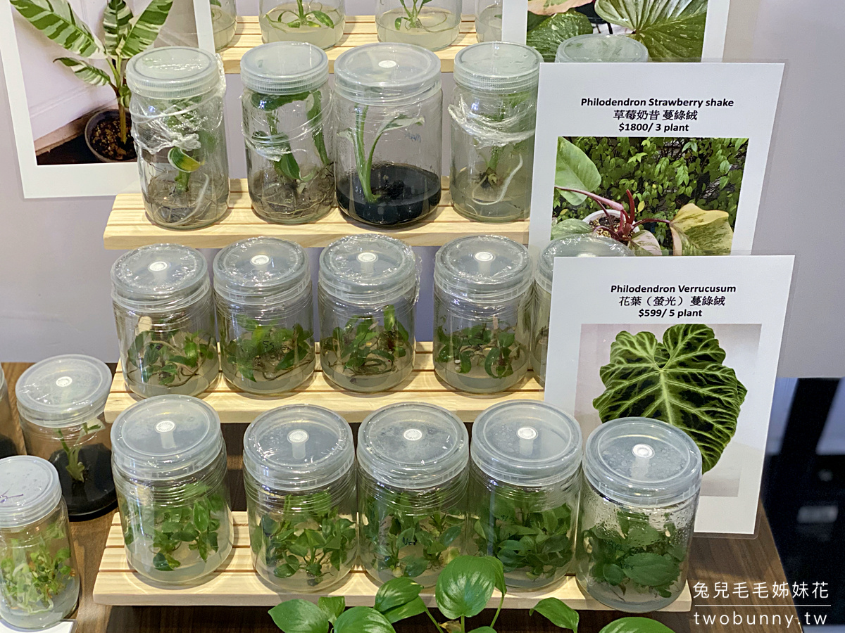 台北植物市集》台灣第一植物界 大型植物展覽市集，一次逛 60 家植物質感品牌 @兔兒毛毛姊妹花