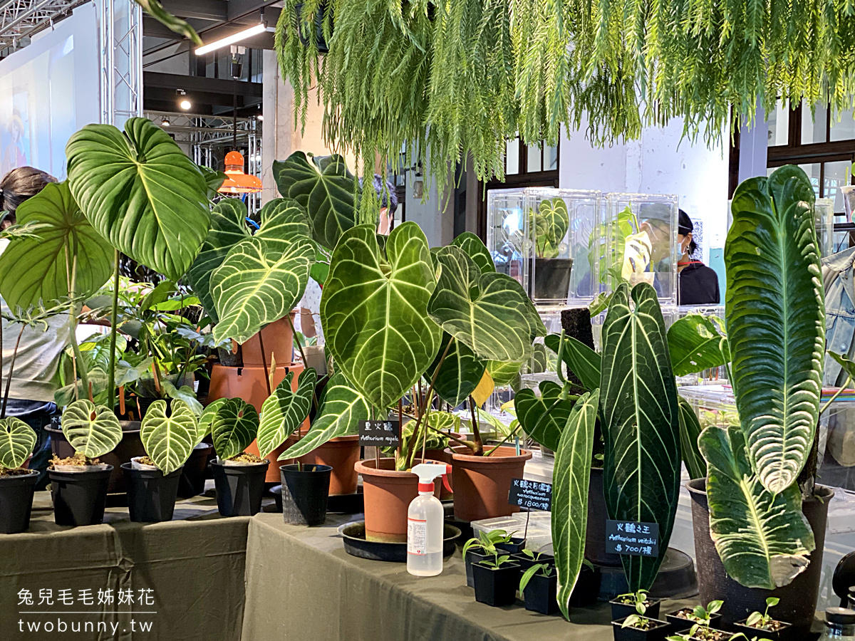 台北植物市集》台灣第一植物界 大型植物展覽市集，一次逛 60 家植物質感品牌 @兔兒毛毛姊妹花