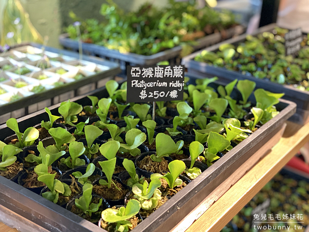 台北植物市集》台灣第一植物界 大型植物展覽市集，一次逛 60 家植物質感品牌 @兔兒毛毛姊妹花