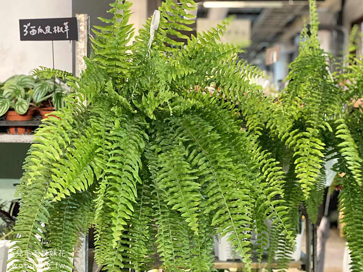 台北植物市集》台灣第一植物界 大型植物展覽市集，一次逛 60 家植物質感品牌 @兔兒毛毛姊妹花