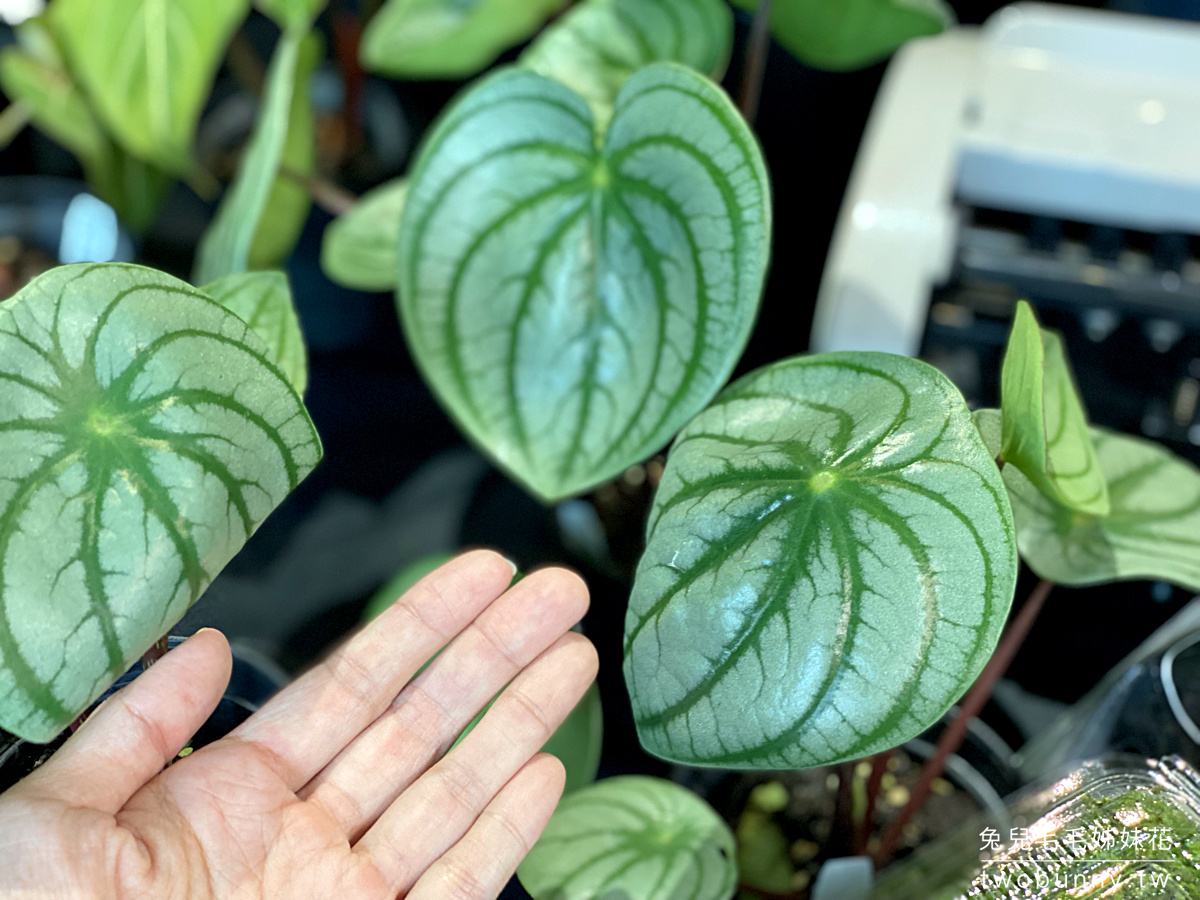 台北植物市集》台灣第一植物界 大型植物展覽市集，一次逛 60 家植物質感品牌 @兔兒毛毛姊妹花