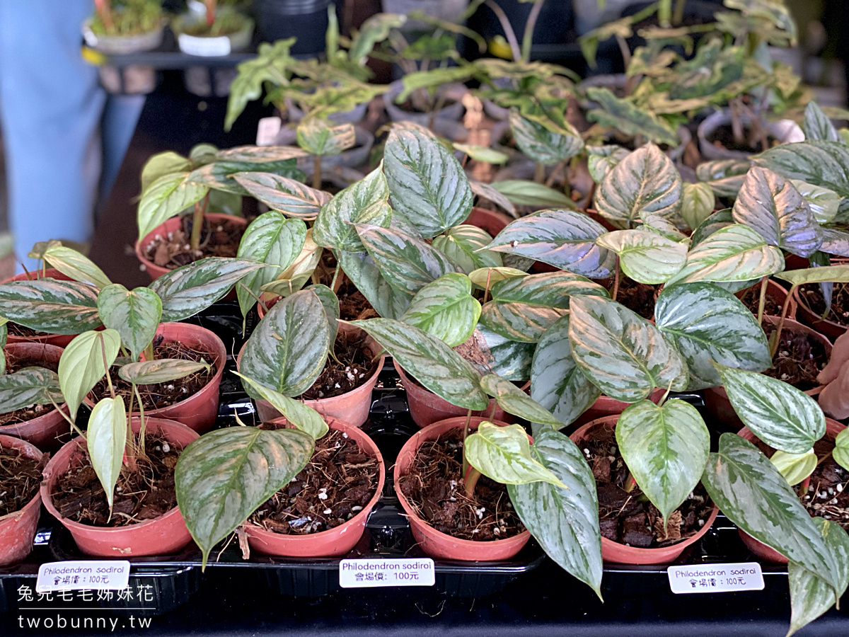 台北植物市集》台灣第一植物界 大型植物展覽市集，一次逛 60 家植物質感品牌 @兔兒毛毛姊妹花