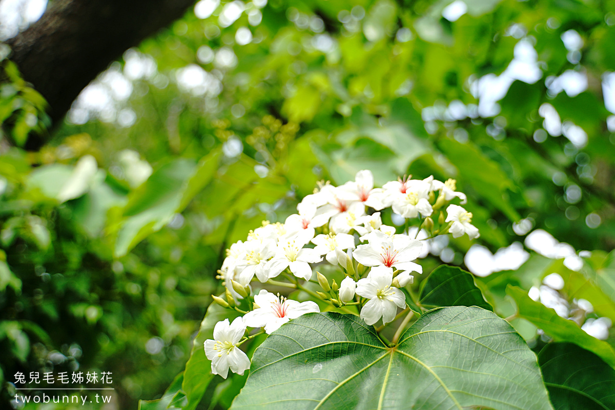 苗栗景點》上田咖啡莊園～超幽靜森林景觀餐廳桐花綻放中!! 欣賞五月雪好去處～ @兔兒毛毛姊妹花