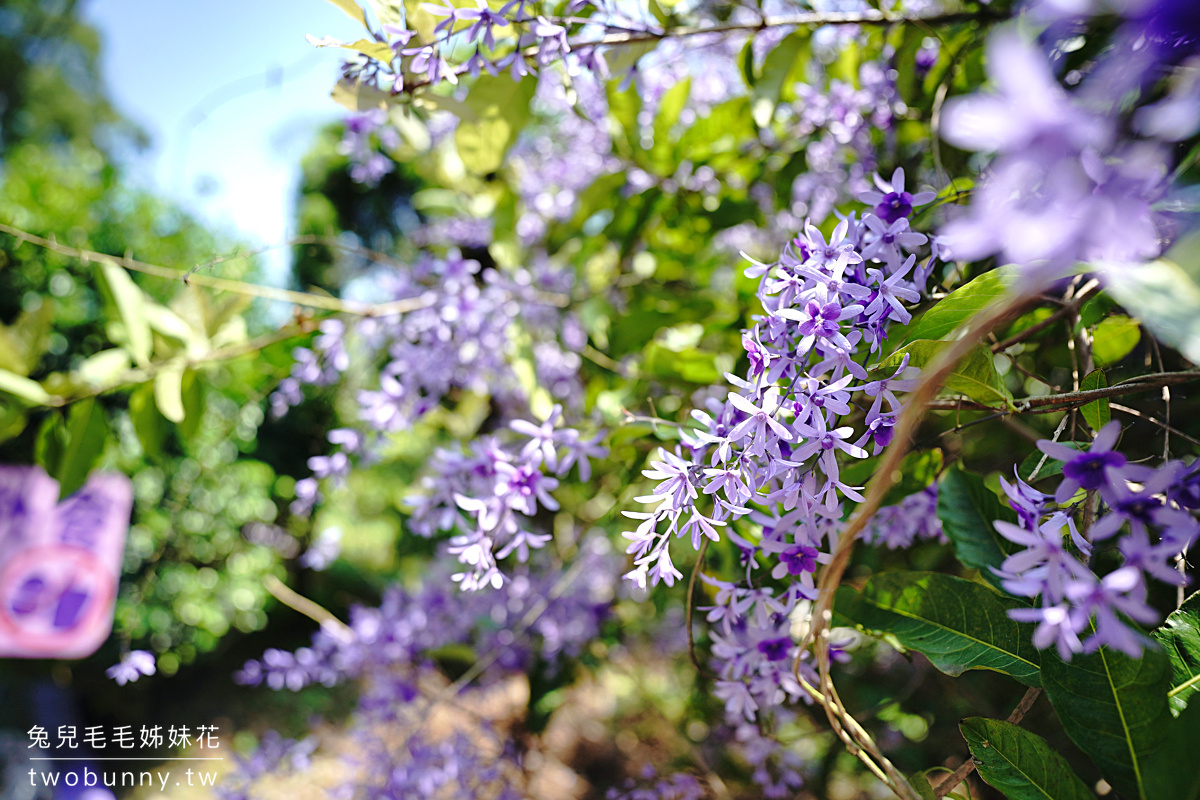 苗栗景點》噢哈娜咖啡屋～超夢幻紫色仙境景觀餐廳，紫藤、繡球花賞花秘境 @兔兒毛毛姊妹花