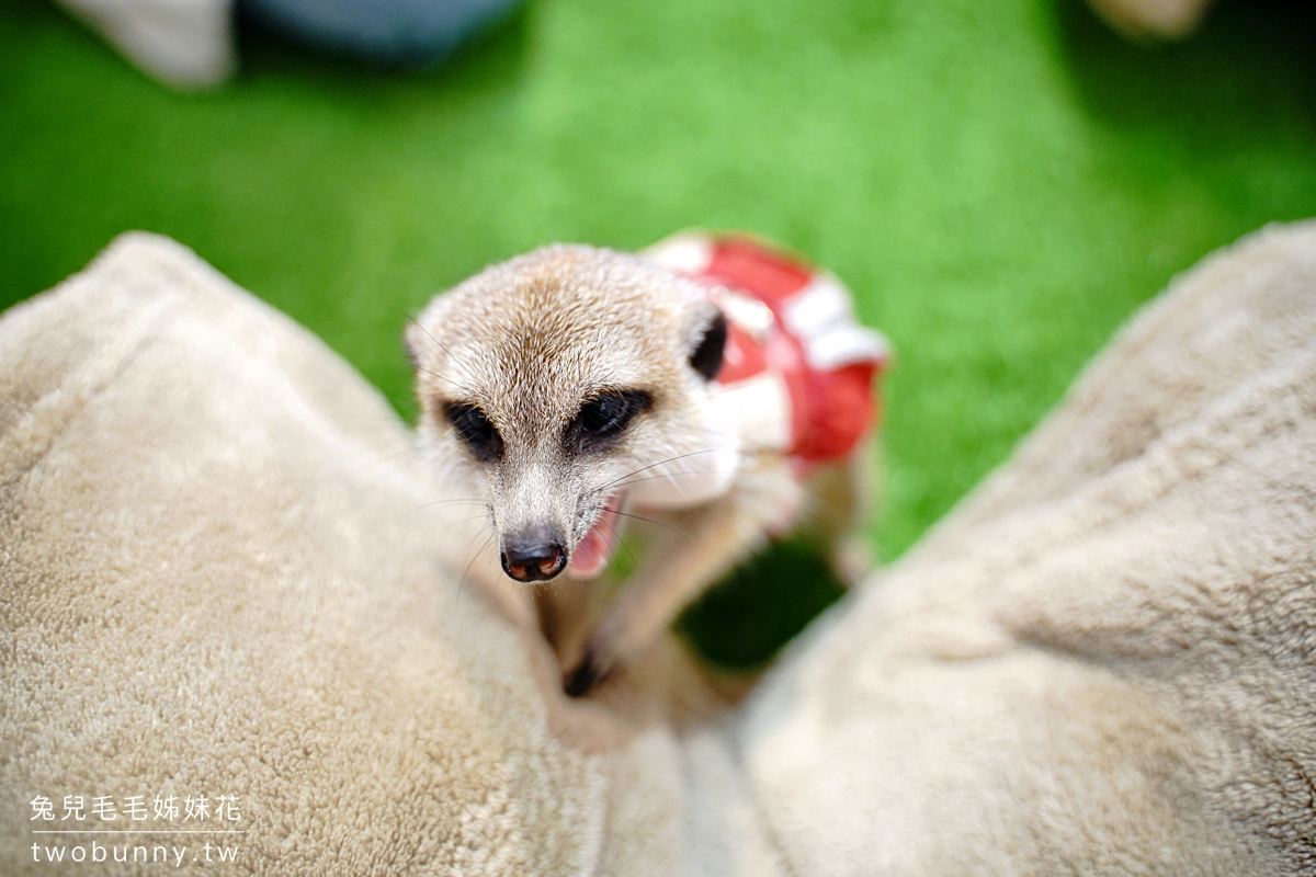 小巨蛋美食【75度獴主題餐廳】Meerkat75 Café ~可以和超萌狐獴親密互動的網美餐廳 @兔兒毛毛姊妹花