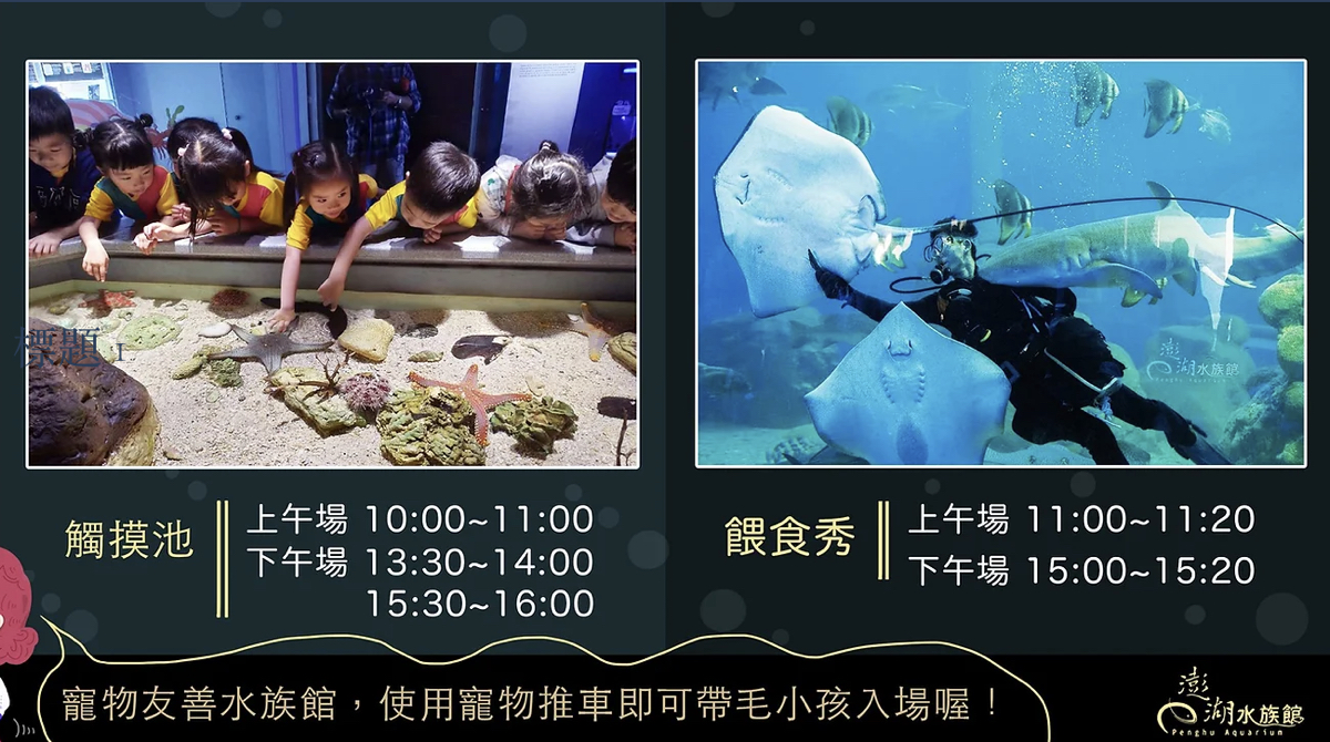 澎湖水族館｜ 澎湖室內景點～海豚大廳、海底隧道、海星觸摸池～好玩又好拍!! @兔兒毛毛姊妹花