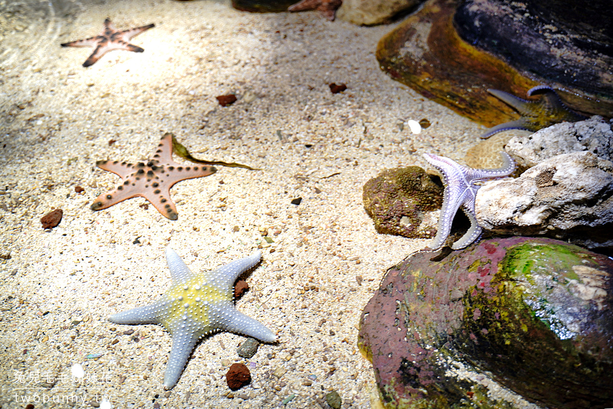 澎湖水族館｜ 澎湖室內景點～海豚大廳、海底隧道、海星觸摸池～好玩又好拍!! @兔兒毛毛姊妹花