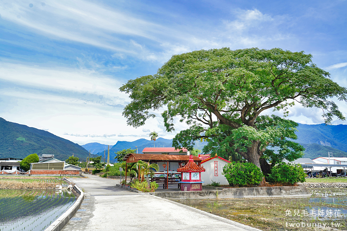 台東景點》池上伯朗大道自行車漫遊～必拍稻田畫框、金城武樹、天堂路鞦韆全收錄 @兔兒毛毛姊妹花