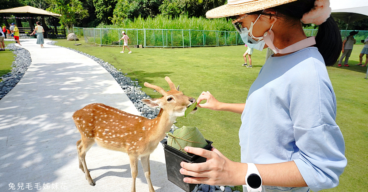 【逐鹿傳說梅花鹿園】阿里山親子景點推薦｜餵梅花鹿、弓射箭、原住民文化體驗全攻略 @兔兒毛毛姊妹花