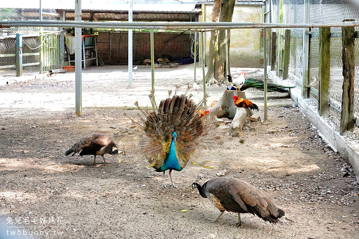 台灣水牛城｜苗栗免門票動物農場，350元火鍋＋烤肉吃到飽，還免收服務費!! @兔兒毛毛姊妹花