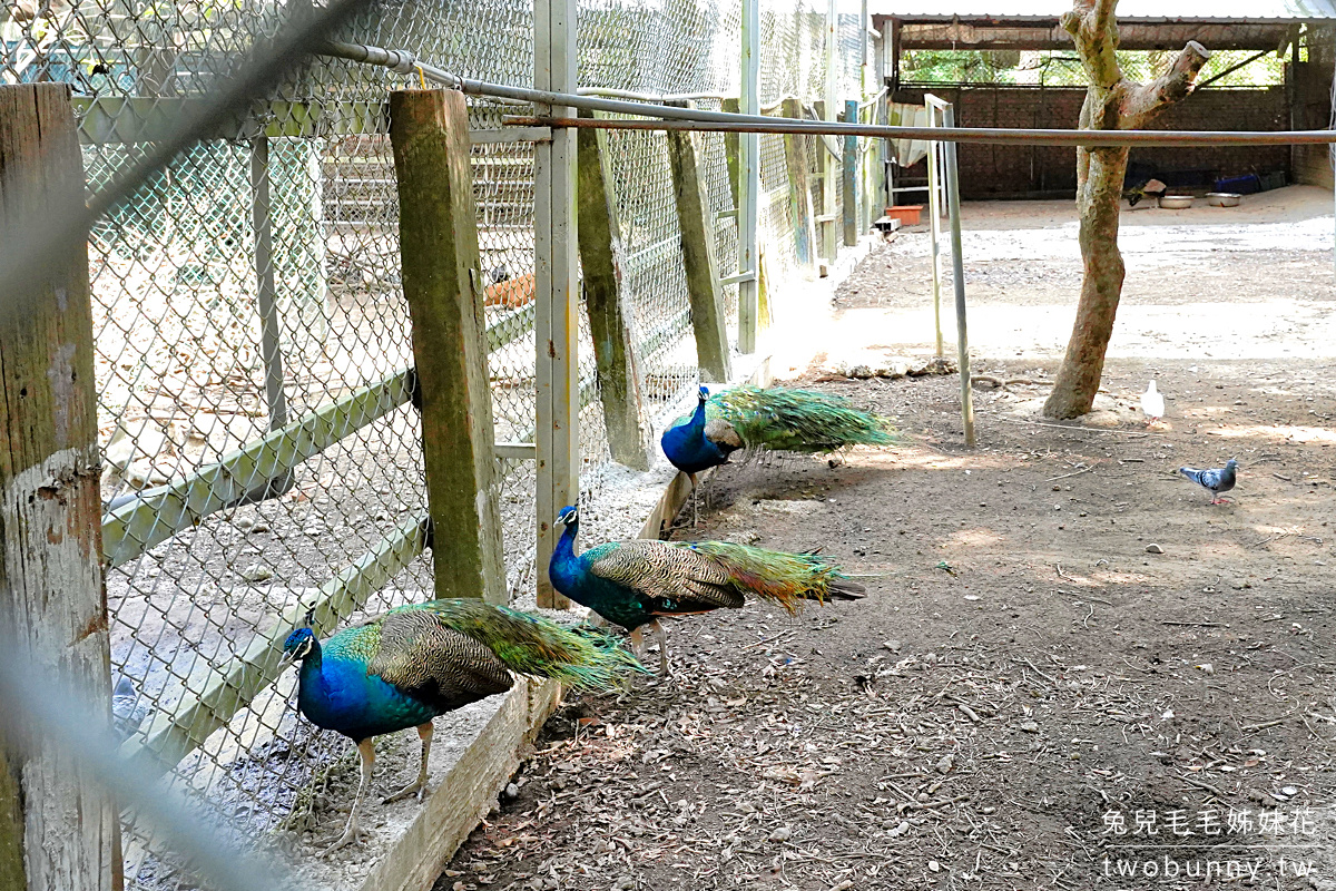 台灣水牛城｜苗栗免門票動物農場，350元火鍋＋烤肉吃到飽，還免收服務費!! @兔兒毛毛姊妹花