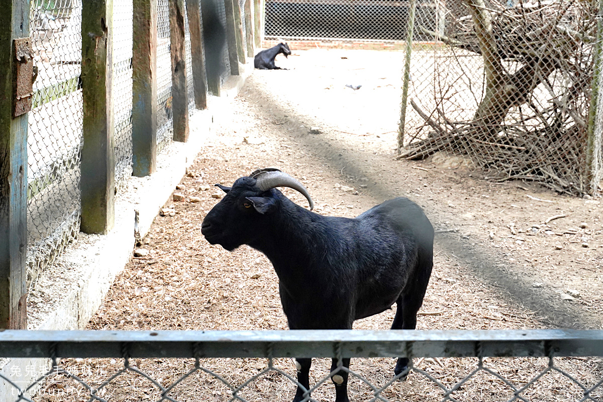 台灣水牛城｜苗栗免門票動物農場，350元火鍋＋烤肉吃到飽，還免收服務費!! @兔兒毛毛姊妹花