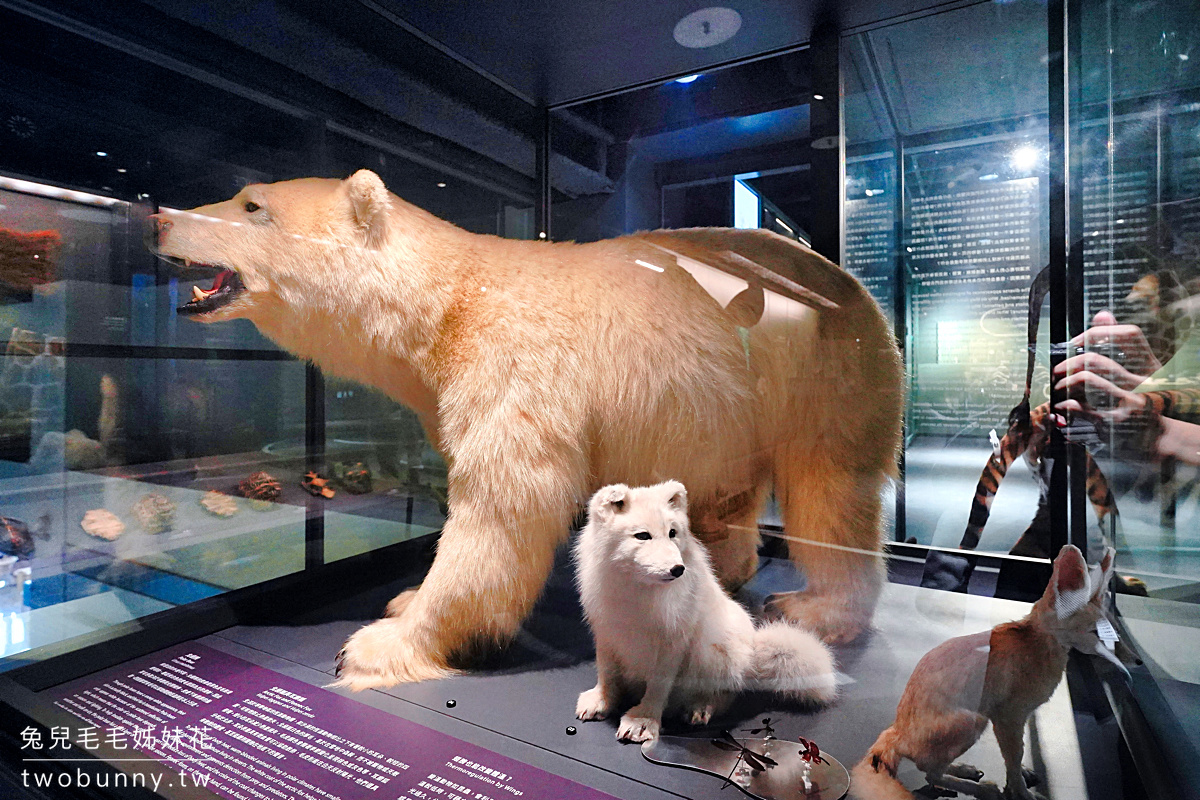 台北親子景點【科教館】全新「生物多樣性常設展」模型標本看到飽，還能觸摸穿山甲 @兔兒毛毛姊妹花