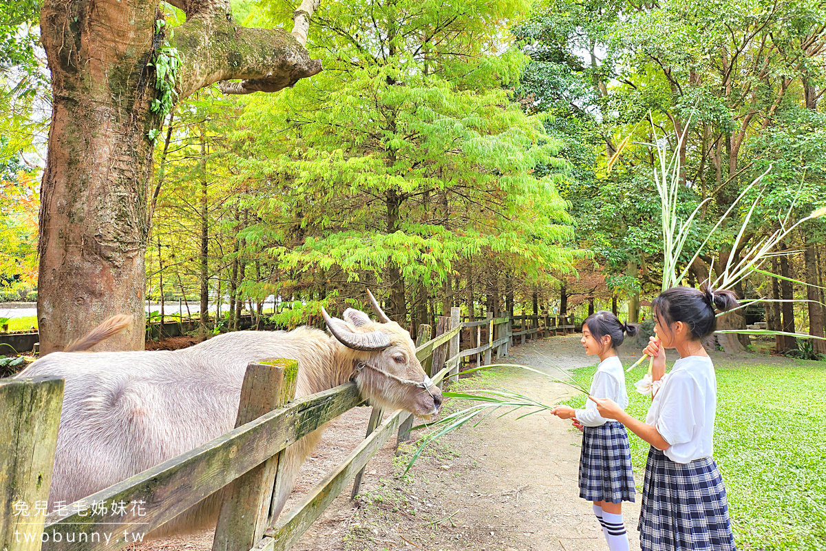 冬季限定!! 10 個必訪絕美「落羽松景點」推薦，落羽松大道、水上落羽松～漸層色夢幻森林 @兔兒毛毛姊妹花