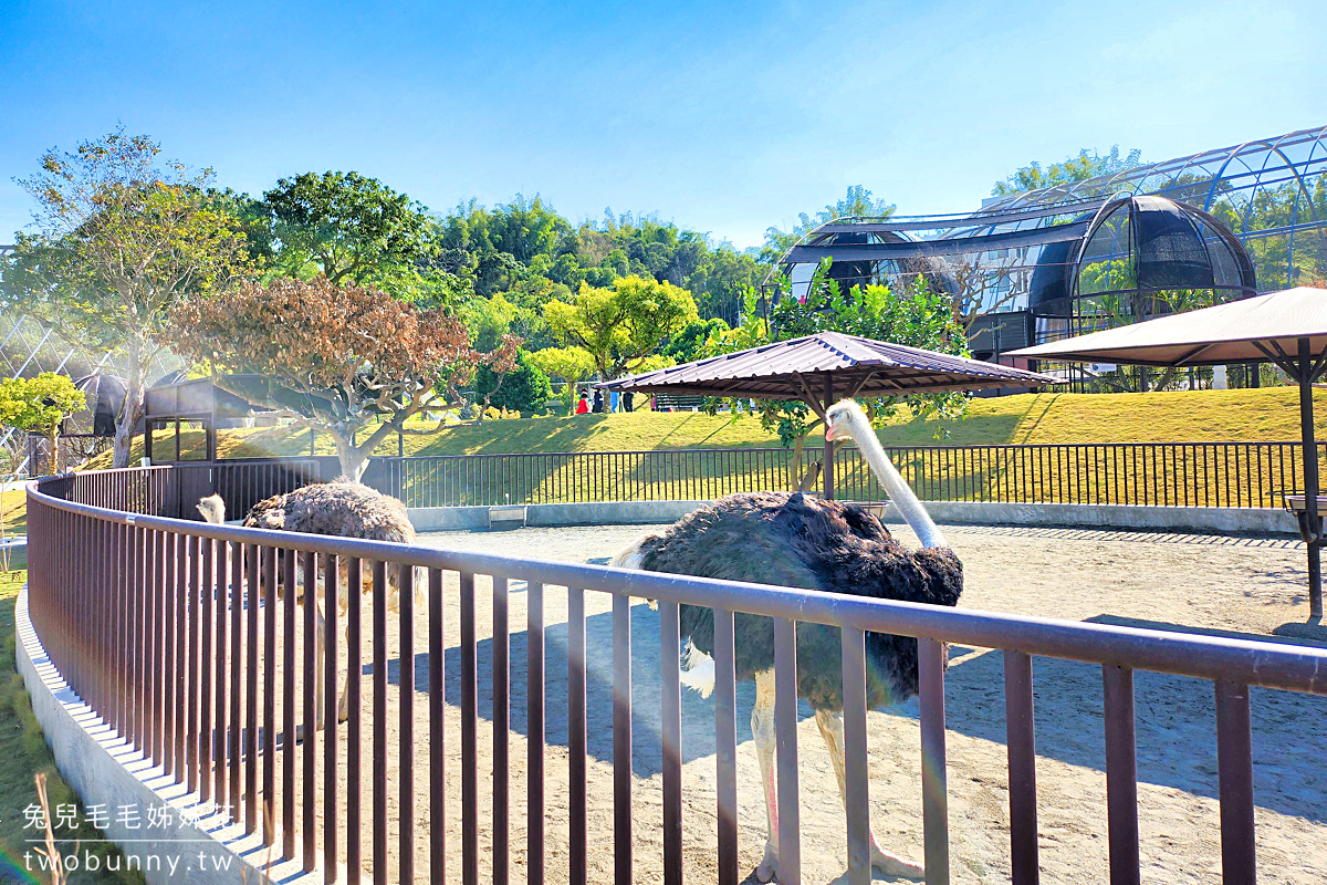 九九峰動物樂園｜亞洲最大鳥類主題樂園在南投!! 也有其他可愛動物和恐龍 @兔兒毛毛姊妹花