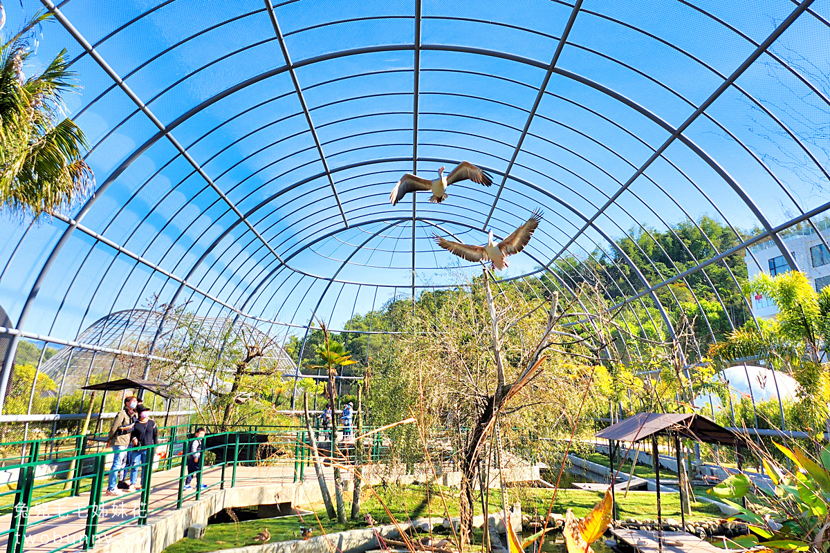 九九峰動物樂園｜亞洲最大鳥類主題樂園在南投!! 也有其他可愛動物和恐龍 @兔兒毛毛姊妹花