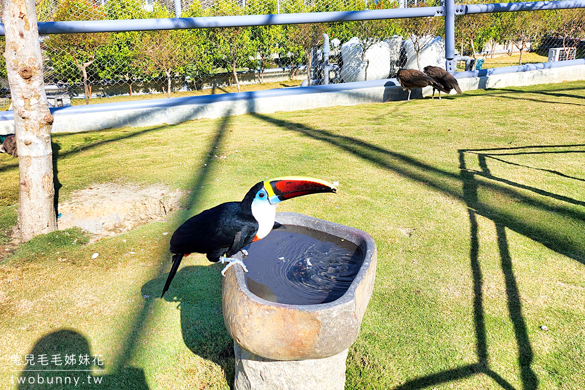 九九峰動物樂園｜亞洲最大鳥類主題樂園在南投!! 也有其他可愛動物和恐龍 @兔兒毛毛姊妹花