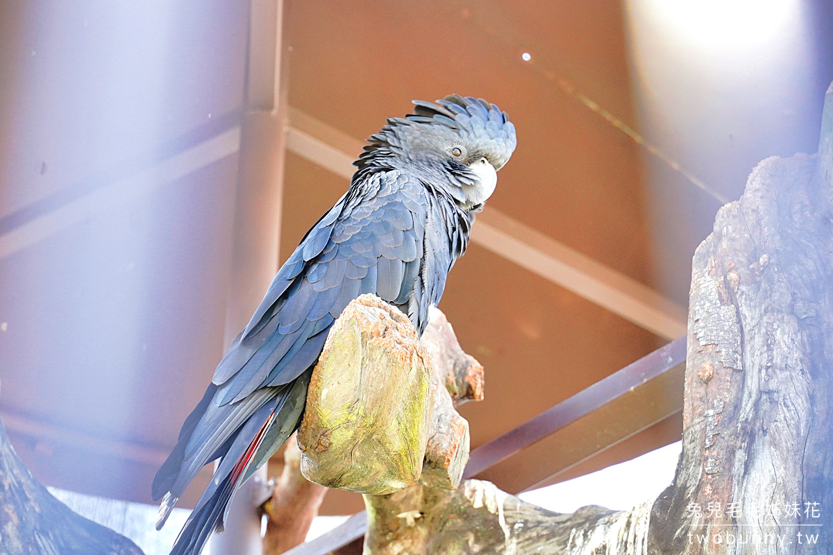 九九峰動物樂園｜亞洲最大鳥類主題樂園在南投!! 也有其他可愛動物和恐龍 @兔兒毛毛姊妹花