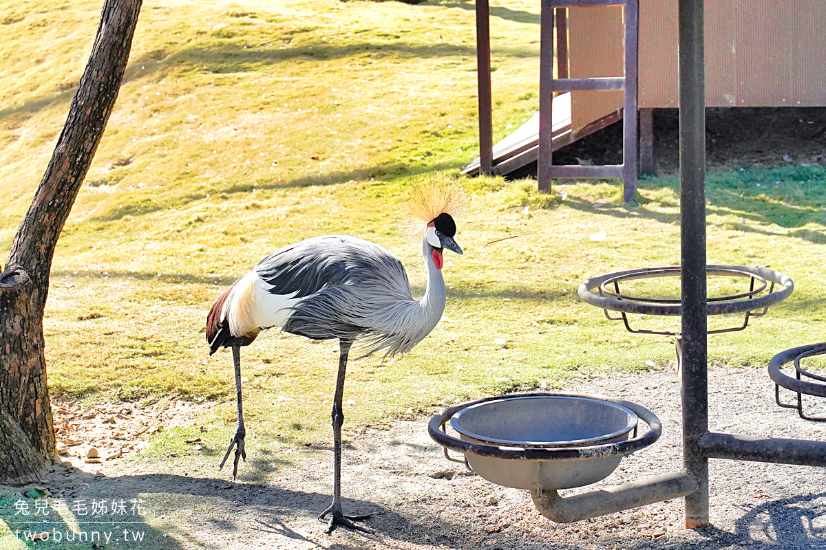 九九峰動物樂園｜亞洲最大鳥類主題樂園在南投!! 也有其他可愛動物和恐龍 @兔兒毛毛姊妹花