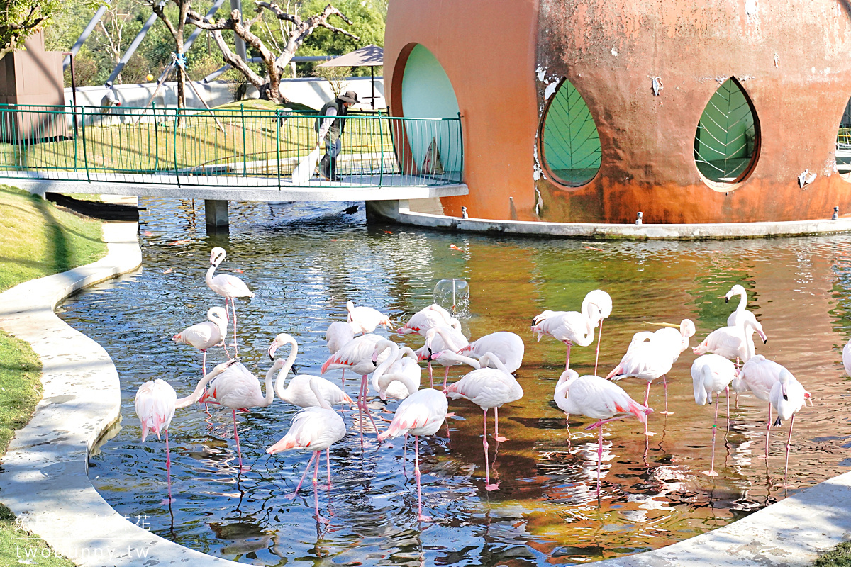 九九峰動物樂園｜亞洲最大鳥類主題樂園在南投!! 也有其他可愛動物和恐龍 @兔兒毛毛姊妹花