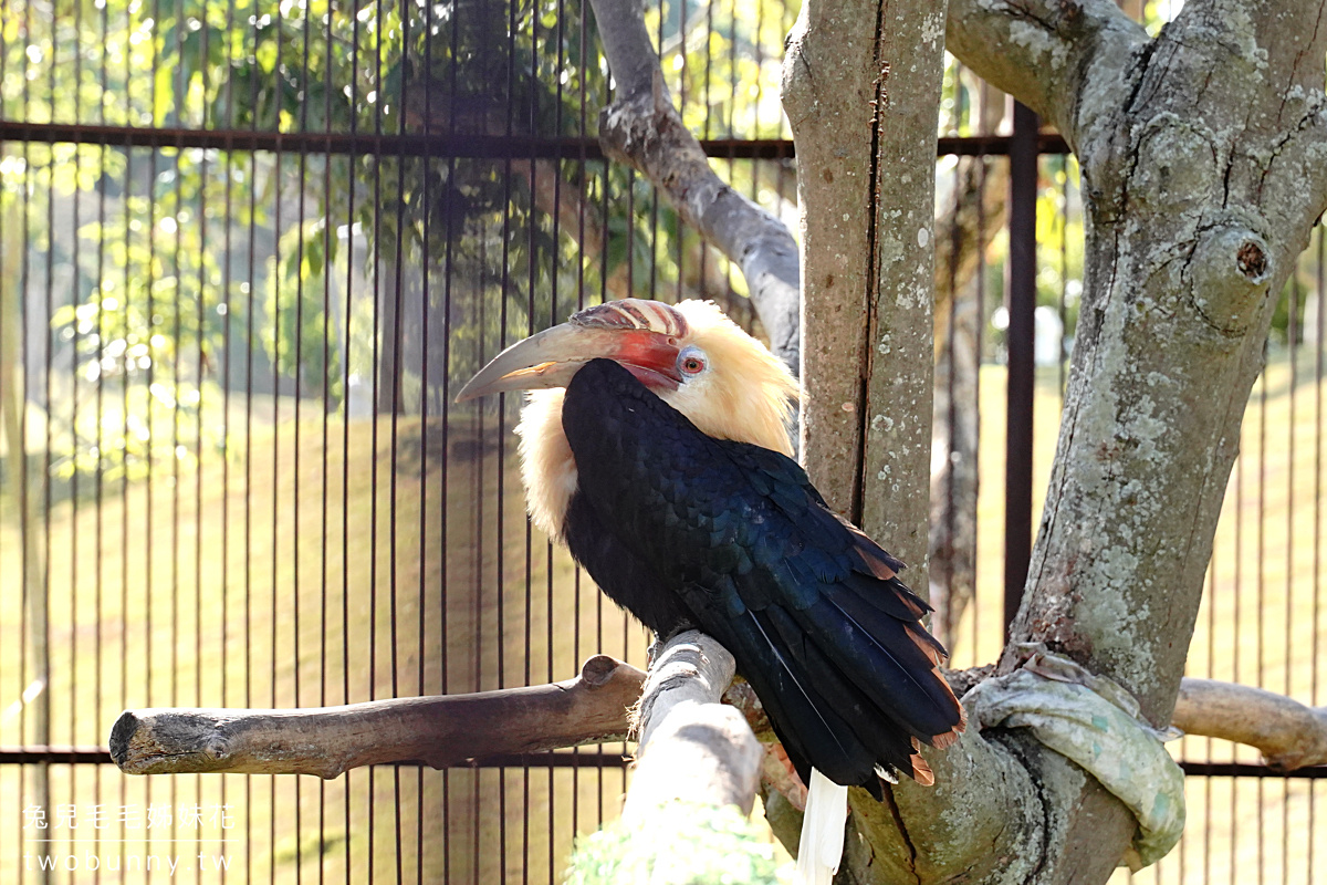 九九峰動物樂園｜亞洲最大鳥類主題樂園在南投!! 也有其他可愛動物和恐龍 @兔兒毛毛姊妹花