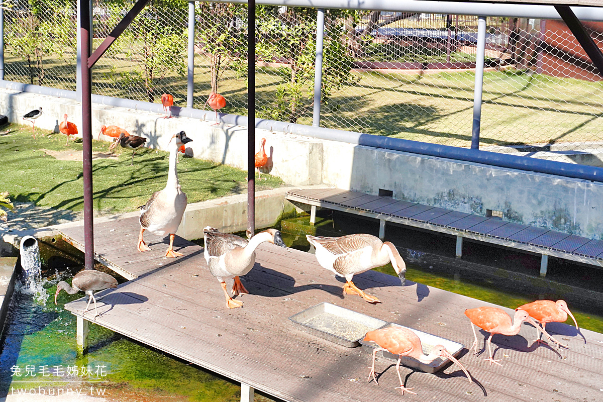 九九峰動物樂園｜亞洲最大鳥類主題樂園在南投!! 也有其他可愛動物和恐龍 @兔兒毛毛姊妹花