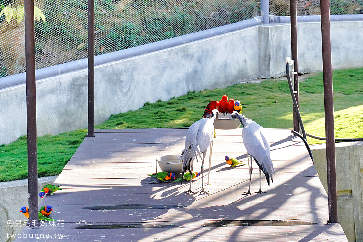 九九峰動物樂園｜亞洲最大鳥類主題樂園在南投!! 也有其他可愛動物和恐龍 @兔兒毛毛姊妹花