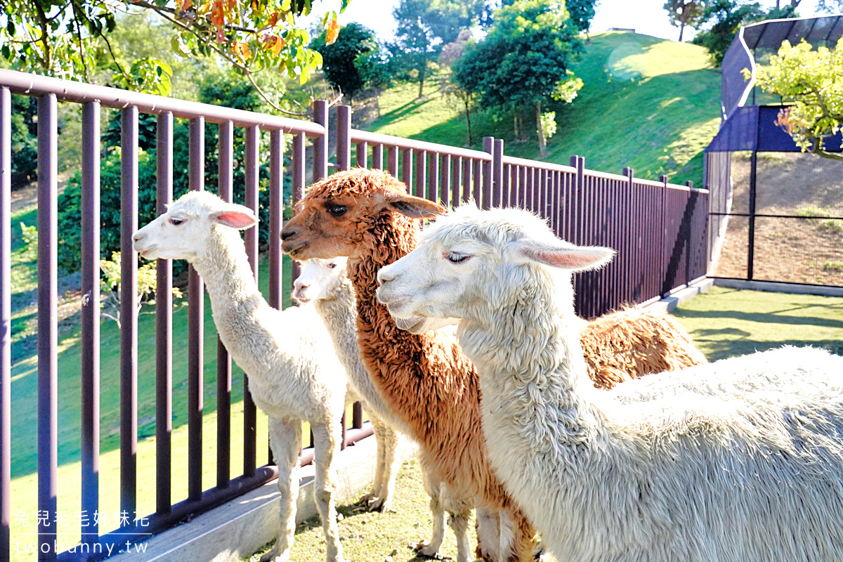 九九峰動物樂園｜亞洲最大鳥類主題樂園在南投!! 也有其他可愛動物和恐龍 @兔兒毛毛姊妹花