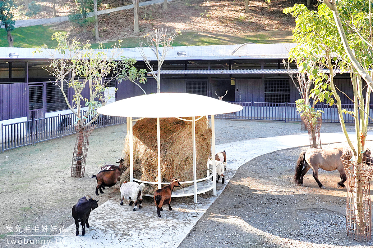 九九峰動物樂園｜亞洲最大鳥類主題樂園在南投!! 也有其他可愛動物和恐龍 @兔兒毛毛姊妹花